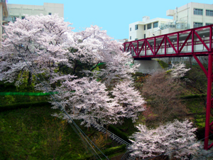 桜